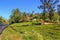 Passenger train passes through tea plantations on a sunny