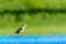 Passer domesticus, resting bird on the barrier, hot day