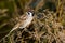 Passer montanus, Tree Sparrow