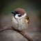 Passer montanus, Tree Sparrow