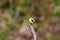 Passeriformes ( Motacillidae ) Motacilla cinerea species on a branch