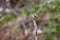 Passeriformes ( Motacillidae ) Motacilla cinerea species on a branch