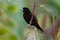 Passerini's Tanager