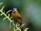 Passerini`s Tanager - female - Ramphocelus Passerinii