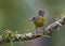 Passerini`s Tanager or Female Scarlet-rumped Tanager, Costa Rica