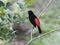 Passerini`s Tanager, Male Ramphocelus passerinii