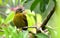 PasseriniÂ´s Tanager Ramphocelus passerinii