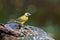 Passerini\\\'s Tanager or Scarlet-rumped Tanager female