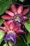 Passiflora alata Passion fruit flower