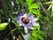 Passiflora blue subtropical flower. Flowering unusual plant. Environmental protection