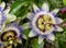 Passiflora Caerulea