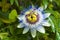 Passiflora caerulea, the blue passionflower, bluecrown passionflower or common passion flower, Japan. Flower is surmounted by a