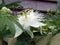 Passiflora caerulea, Constance Eliott, passion flower