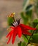 Passiflora coccinea.