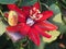 Passiflora coccinea Aubl.