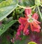 Passiflora coccinea bright red flower. Natural close up photo.