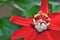 Passiflora coccinea flower