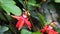 Passiflora coccinea scarlet passion flower, red passion flower, Granadila merah on the tree. . It produces edible fruit.