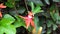 Passiflora coccinea scarlet passion flower, red passion flower, Granadila merah on the tree. . It produces edible fruit.