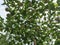 passiflora edulis creeping fruits hanging on the vine stems