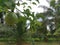 passiflora edulis creeping fruits hanging on the vine stems