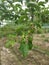 passiflora edulis creeping fruits hanging on the vine stems