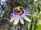Passiflora flower, Bluecrown Passionflower blossom