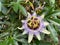 Passiflora flower, Bluecrown Passionflower blossom, closeup