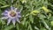 Passiflora flower and leaves in nature