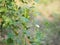Passiflora foetida Fetid passionflower name fruit nature background