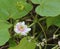 Passiflora foetida flower