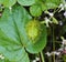 Passiflora foetida fruit