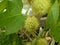 Passiflora foetida or wild maracuja,m, marya-marya, wild water lemon, stinking passionflower, love-in-a-mist, running pop