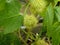 Passiflora foetida or wild maracuja,m, marya-marya, wild water lemon, stinking passionflower, love-in-a-mist, running pop