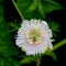 Passiflora foetida, Wild maracuja, Stinking passionflower