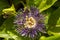 Passiflora incarnata, commonly purple passionflower is a fast growing perennial vine. Known as Krishna Kamal in India
