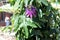 Passiflora incarnata, Maypop, Purple passionflower