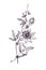 Passiflora incarnata maypop, true or  purple passionflower, wild apricot, wild passion vine doodle black ink drawing, woodcut