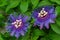 Passiflora Inspiration, Inspiration Passionflower, Passion - Florida