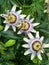 passiflora, known also as the passion flowers or passion vines