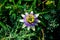 Passiflora, known also as the passion flowers or passion vines