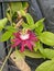 Passiflora, known also as the passion flowers or passion vines, Krishnakamal flower
