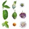 Passiflora Passion Collection