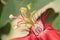 Passiflora passion Flower