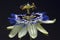Passiflora; Passion flower; caerulea