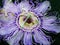 Passiflora or Passion flower, growing on the vine