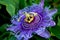 Passiflora, passion flower, passion vine