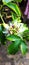 Passiflora Passion flowers Passion fruit