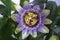 Passiflora passionflower with dew water drops . Big beautiful flower.