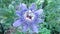 Passiflora or Passionfruit white and Blue Flower, evergreen tropical vine, tropical plant in garden. Front view.